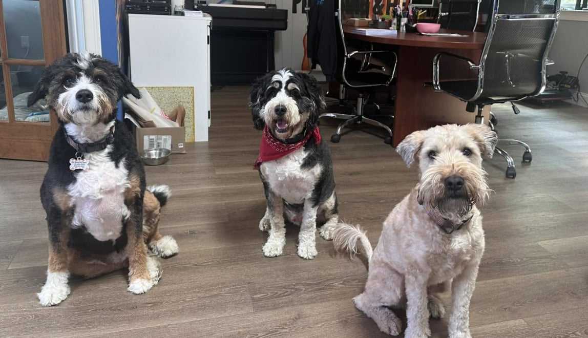 Domination Heating & Plumbing's dogs sitting at office in Leominster, MA.
